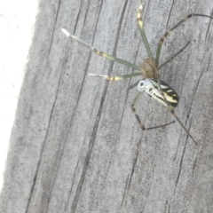 Leucauge dromedaria (Silver dromedary spider) at Emu Creek - 24 Feb 2024 by JohnGiacon