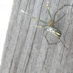 Leucauge dromedaria (Silver dromedary spider) at Flea Bog Flat to Emu Creek Corridor - 24 Feb 2024 by JohnGiacon