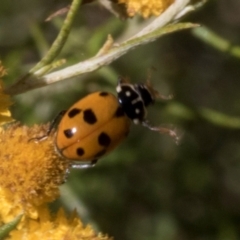 Hippodamia variegata (Spotted Amber Ladybird) at Hawker, ACT - 28 Feb 2024 by AlisonMilton