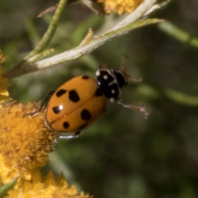 Hippodamia variegata (Spotted Amber Ladybird) at Hawker, ACT - 28 Feb 2024 by AlisonMilton