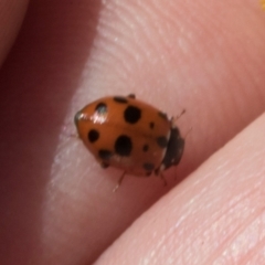 Hippodamia variegata at Pinnacle NR (PIN) - 28 Feb 2024 12:11 PM