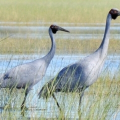 Grus rubicunda (Brolga) at Waggarandall, VIC - 24 Apr 2011 by Petesteamer