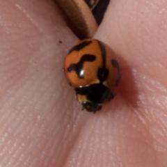 Coccinella transversalis (Transverse Ladybird) at Hawker, ACT - 28 Feb 2024 by AlisonMilton