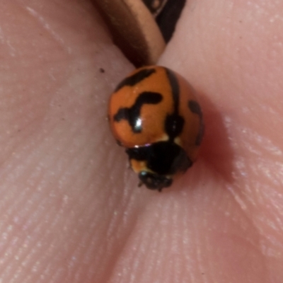 Coccinella transversalis (Transverse Ladybird) at The Pinnacle - 28 Feb 2024 by AlisonMilton