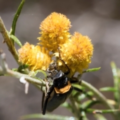 Chauliognathus lugubris (Plague Soldier Beetle) at Hawker, ACT - 28 Feb 2024 by AlisonMilton