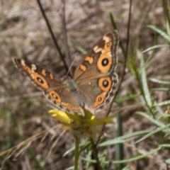 Junonia villida (Meadow Argus) at Pinnacle NR (PIN) - 28 Feb 2024 by AlisonMilton