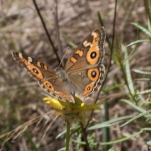 Junonia villida at Pinnacle NR (PIN) - 28 Feb 2024 12:34 PM