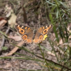 Junonia villida at Pinnacle NR (PIN) - 28 Feb 2024