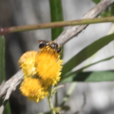 Apiformes (informal group) (Unidentified bee) at Hawker, ACT - 28 Feb 2024 by AlisonMilton