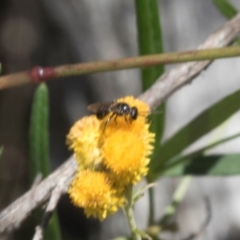 Apiformes (informal group) at Pinnacle NR (PIN) - 28 Feb 2024 12:07 PM