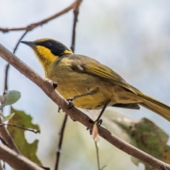 Lichenostomus melanops (Yellow-tufted Honeyeater) at Chiltern-Mt Pilot National Park - 23 Feb 2024 by Petesteamer