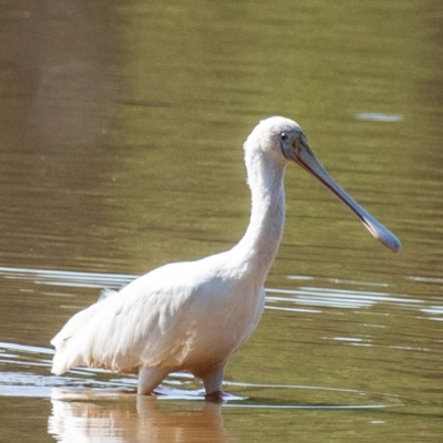 Platalea flavipes (Yellow-billed Spoonbill) at Chiltern-Mt Pilot National Park - 23 Feb 2024 by Petesteamer