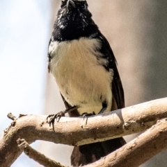 Rhipidura leucophrys (Willie Wagtail) at Chiltern-Mt Pilot National Park - 23 Feb 2024 by Petesteamer