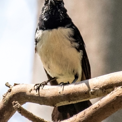 Rhipidura leucophrys (Willie Wagtail) at Chiltern-Mt Pilot National Park - 23 Feb 2024 by Petesteamer