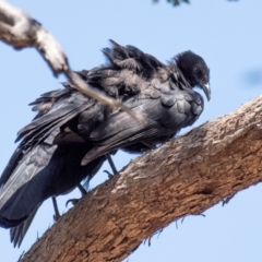 Corcorax melanorhamphos (White-winged Chough) at Chiltern-Mt Pilot National Park - 24 Feb 2024 by Petesteamer