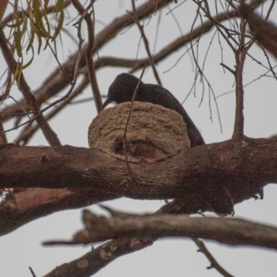 Corcorax melanorhamphos (White-winged Chough) at Chiltern-Mt Pilot National Park - 24 Feb 2024 by Petesteamer