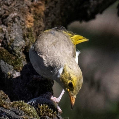 Ptilotula penicillata (White-plumed Honeyeater) at Chiltern-Mt Pilot National Park - 23 Feb 2024 by Petesteamer