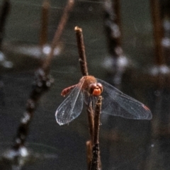 Diplacodes bipunctata at Chiltern, VIC - 22 Feb 2024 by Petesteamer