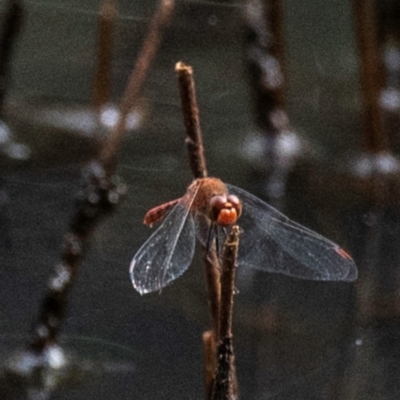 Diplacodes bipunctata at Chiltern, VIC - 22 Feb 2024 by Petesteamer