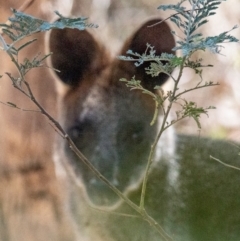 Wallabia bicolor (Swamp Wallaby) at Chiltern-Mt Pilot National Park - 24 Feb 2024 by Petesteamer