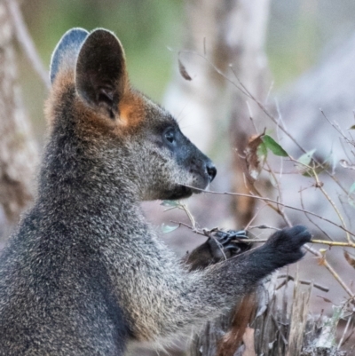 Wallabia bicolor (Swamp Wallaby) at Chiltern-Mt Pilot National Park - 25 Feb 2024 by Petesteamer