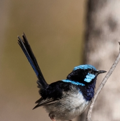 Malurus cyaneus (Superb Fairywren) at Chiltern-Mt Pilot National Park - 23 Feb 2024 by Petesteamer