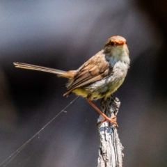 Malurus cyaneus (Superb Fairywren) at Chiltern-Mt Pilot National Park - 23 Feb 2024 by Petesteamer