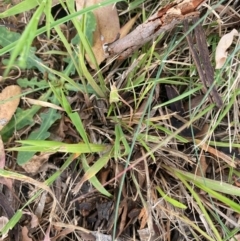 Ehrharta erecta (Panic Veldtgrass) at Kambah, ACT - 28 Feb 2024 by mcosgrove
