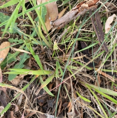 Ehrharta erecta (Panic Veldtgrass) at Kambah, ACT - 28 Feb 2024 by mcosgrove