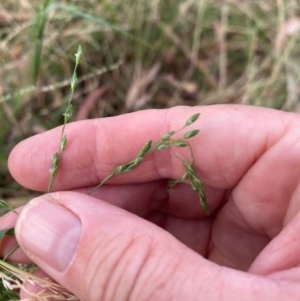 Ehrharta erecta at Kambah, ACT - 29 Feb 2024