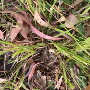 Ehrharta erecta at Kambah, ACT - 29 Feb 2024 08:59 AM