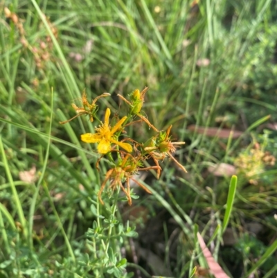 Hypericum perforatum (St John's Wort) at Kambah, ACT - 28 Feb 2024 by mcosgrove