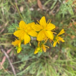 Hypericum perforatum at Kambah, ACT - 29 Feb 2024