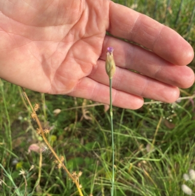 Petrorhagia nanteuilii (Proliferous Pink, Childling Pink) at Kambah, ACT - 28 Feb 2024 by mcosgrove