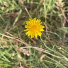 Hypochaeris radicata (Cat's Ear, Flatweed) at Kambah, ACT - 28 Feb 2024 by mcosgrove