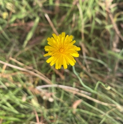 Hypochaeris radicata (Cat's Ear, Flatweed) at Kambah, ACT - 28 Feb 2024 by mcosgrove