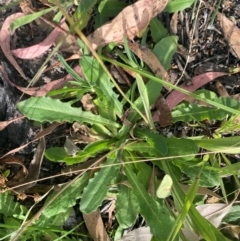 Hypochaeris radicata at Kambah, ACT - 29 Feb 2024