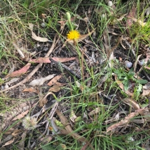 Hypochaeris radicata at Kambah, ACT - 29 Feb 2024