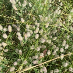 Trifolium arvense (Haresfoot Clover) at Kambah, ACT - 28 Feb 2024 by mcosgrove