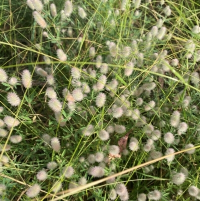 Trifolium arvense (Haresfoot Clover) at Kambah, ACT - 29 Feb 2024 by mcosgrove