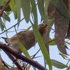 Pardalotus striatus (Striated Pardalote) at Chiltern-Mt Pilot National Park - 22 Feb 2024 by Petesteamer