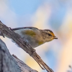 Pardalotus striatus (Striated Pardalote) at Chiltern-Mt Pilot National Park - 23 Feb 2024 by Petesteamer