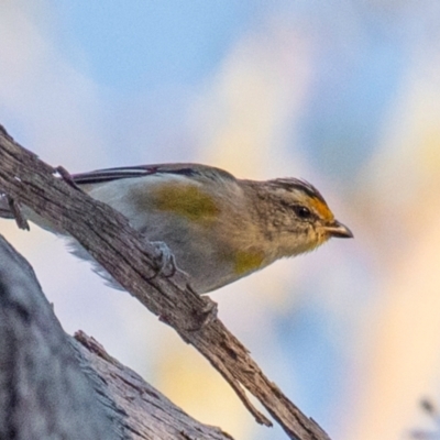 Pardalotus striatus (Striated Pardalote) at Chiltern-Mt Pilot National Park - 24 Feb 2024 by Petesteamer