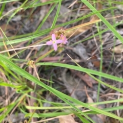 Centaurium tenuiflorum (Branched Centaury) at Kambah, ACT - 28 Feb 2024 by mcosgrove