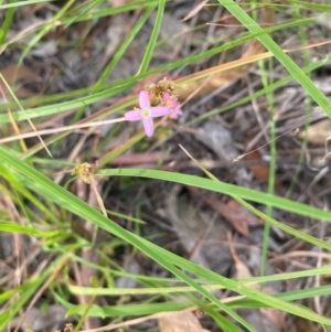 Centaurium tenuiflorum at Kambah, ACT - 29 Feb 2024 08:42 AM