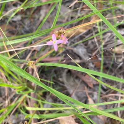 Centaurium tenuiflorum (Branched Centaury) at Kambah, ACT - 29 Feb 2024 by mcosgrove
