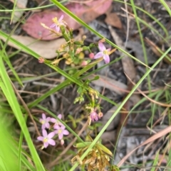 Centaurium tenuiflorum at Kambah, ACT - 29 Feb 2024 08:42 AM