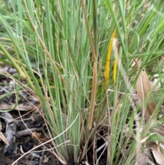 Eragrostis curvula (African Lovegrass) at Kambah, ACT - 28 Feb 2024 by mcosgrove