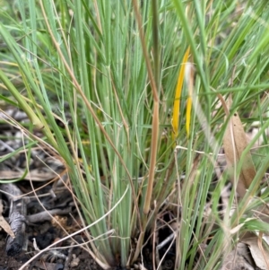 Eragrostis curvula at Kambah, ACT - 29 Feb 2024 10:58 AM