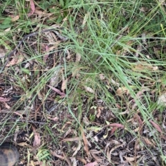 Eragrostis curvula at Kambah, ACT - 29 Feb 2024